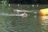aquathlon_20170610_004.jpg